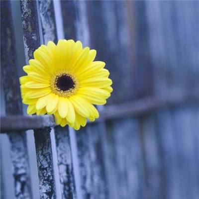 一码一肖100准资料应用手机app下载