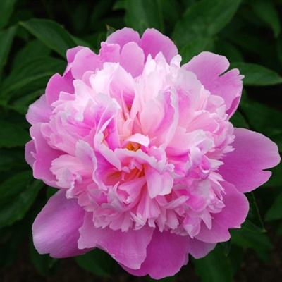 完美365体育ios下载